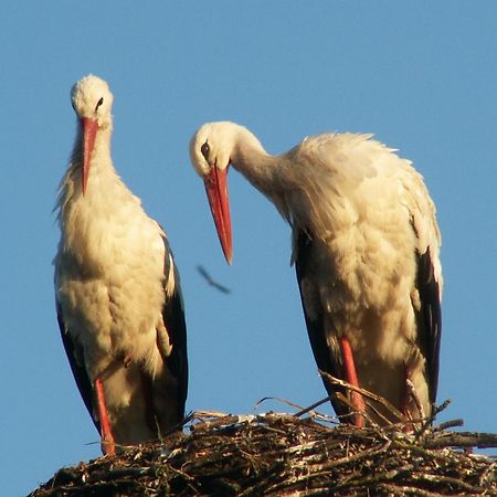 Pensjonat Mikolajki Ngoại thất bức ảnh
